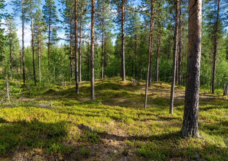 Glömsta Terrassen